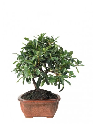 Bonsái Pyracantha 7 años