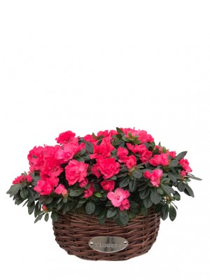 Cesta de cuatro azaleas rosas