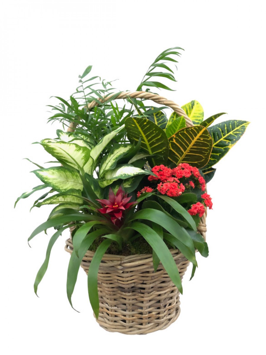 Cesto de plantas variadas con guzmania