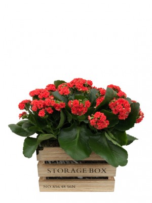 Kalanchoes rojos en caja de madera