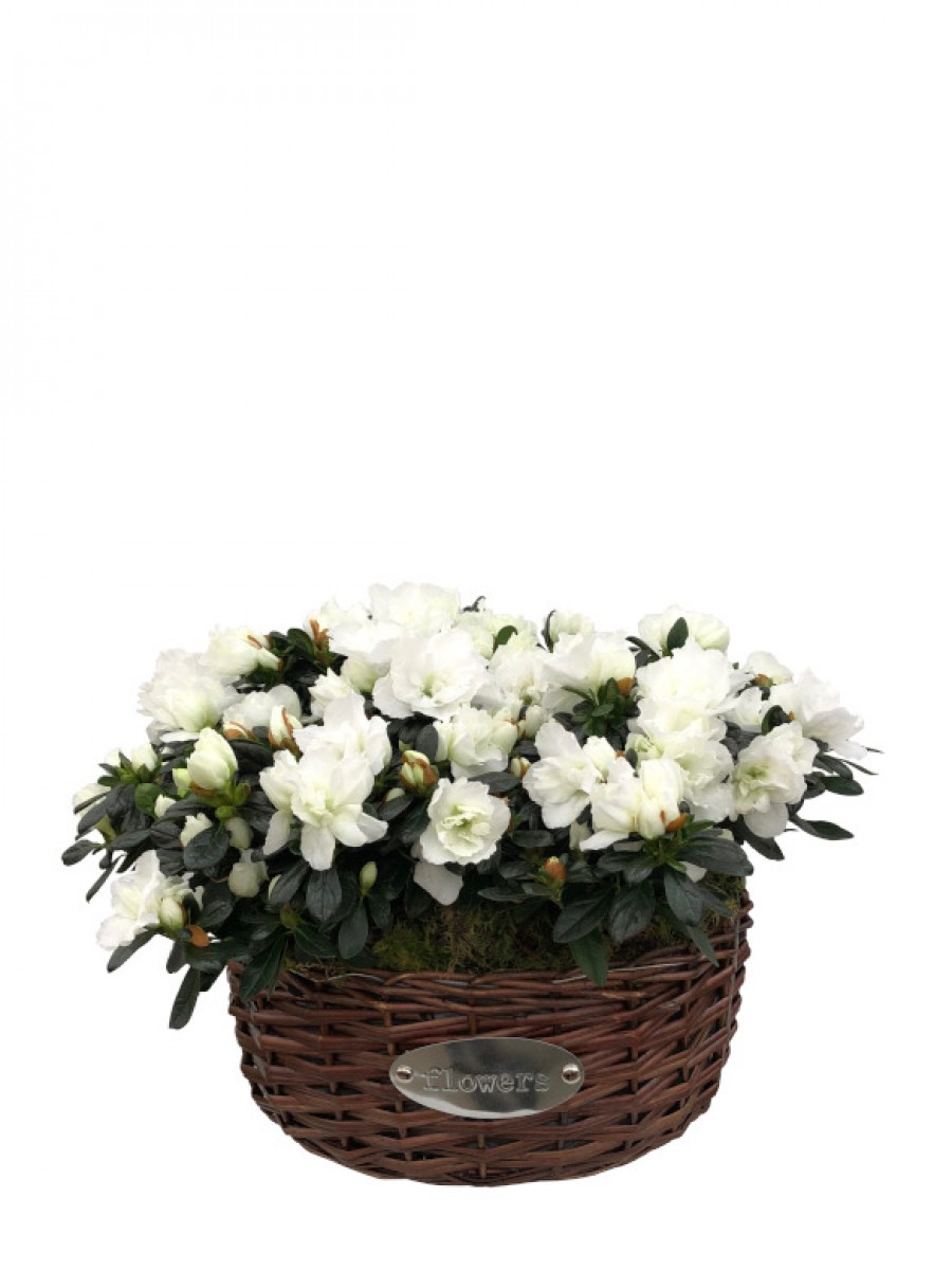 Cesta de cuatro azaleas blancas