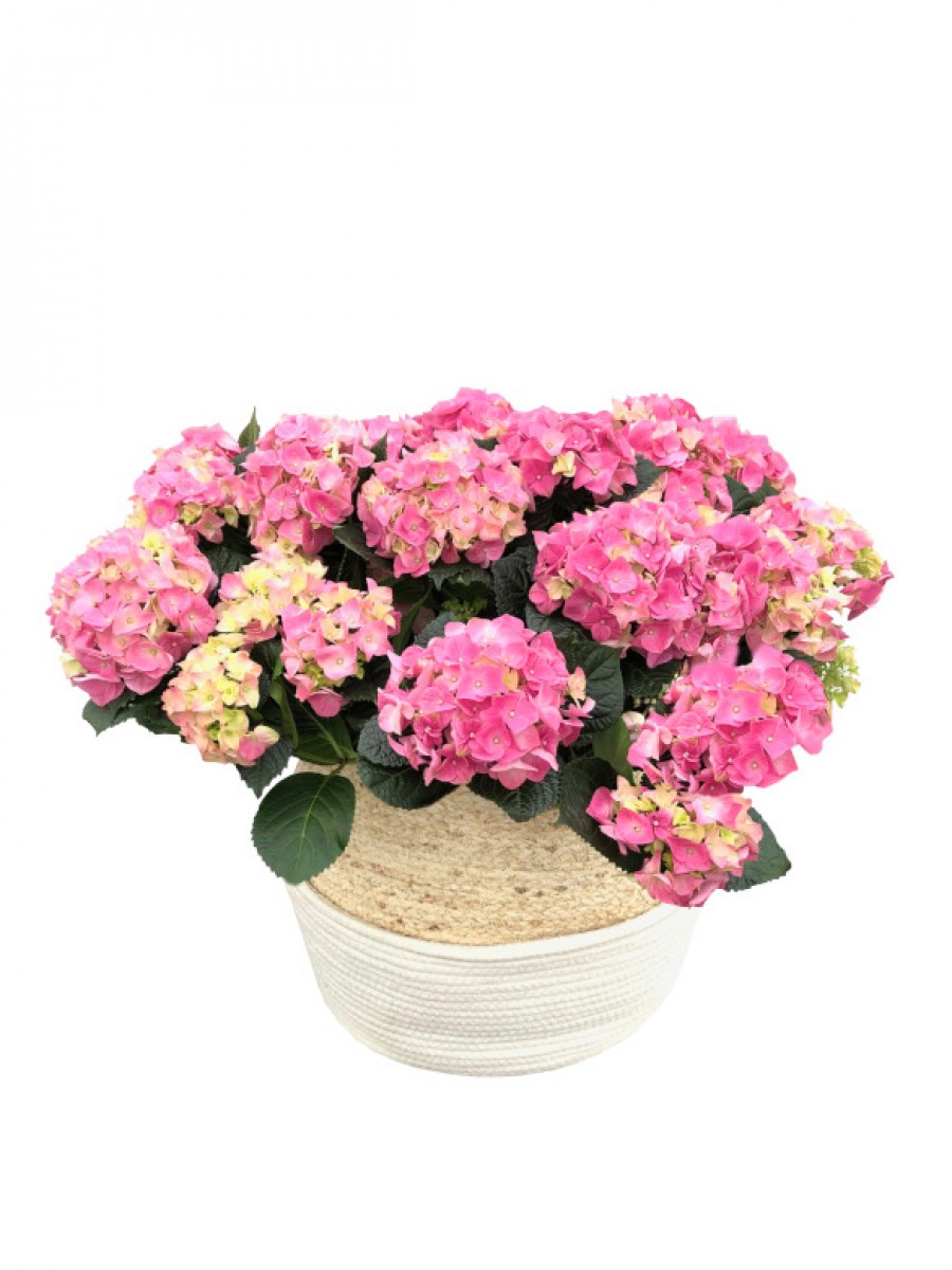 Cesta grande rafia de hortensias rosas