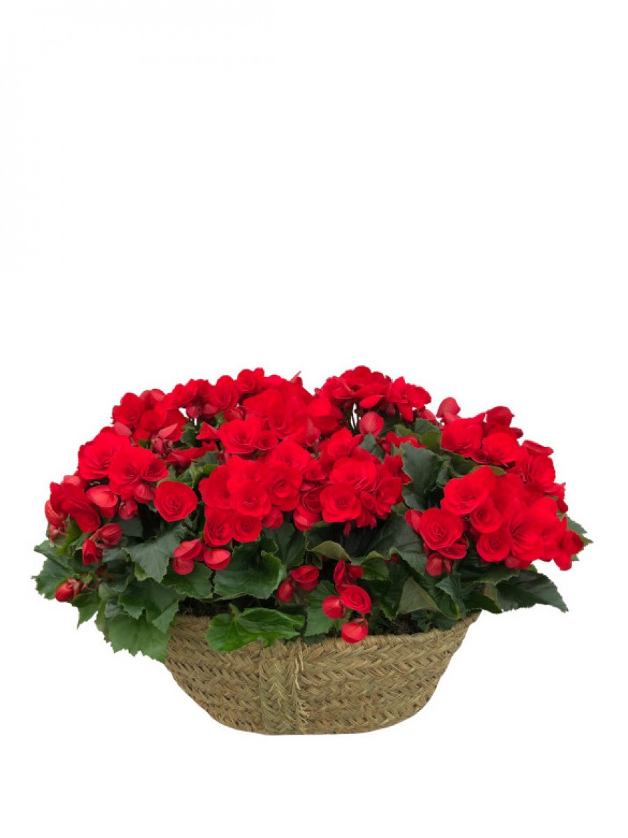 Cesta de begonias rojas