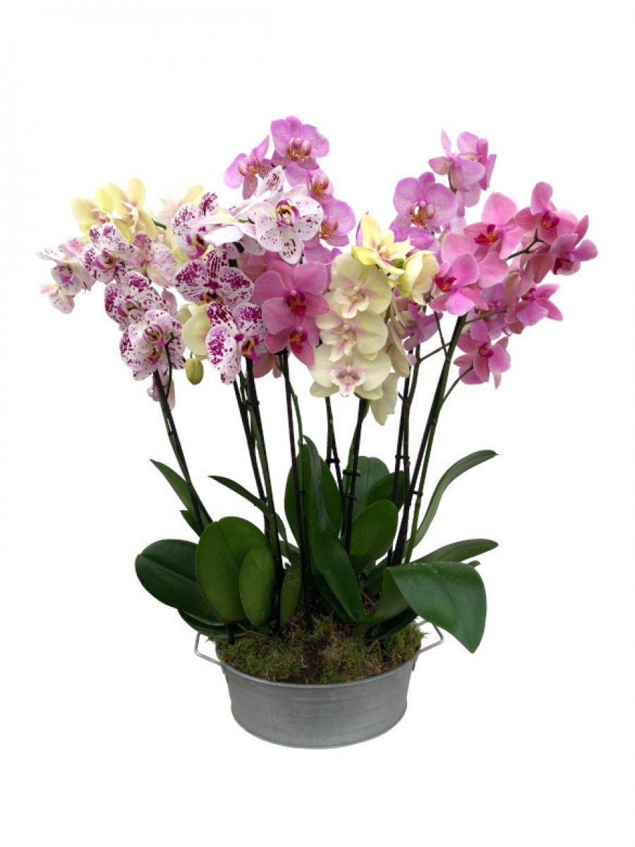 Orquideas colores variados en latón