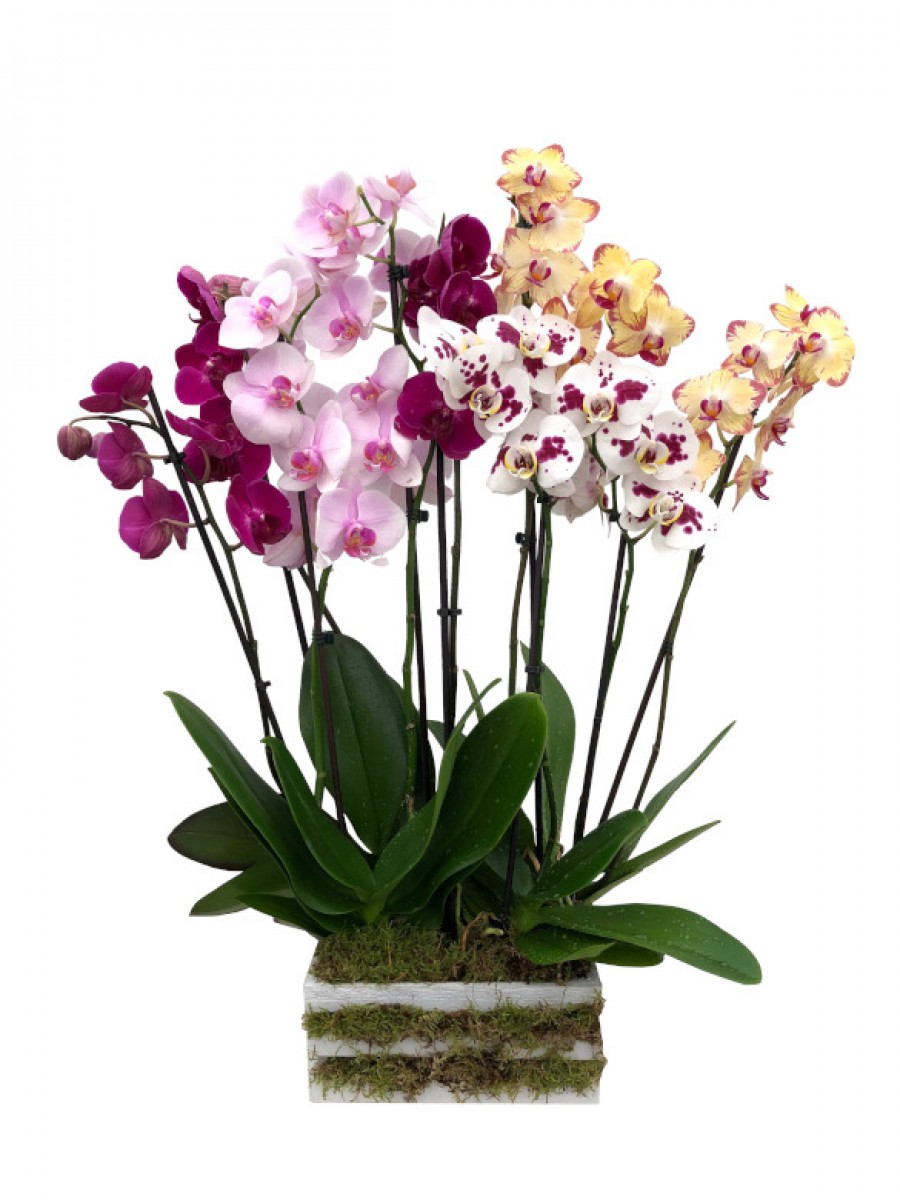 Orquideas colores variados en madera