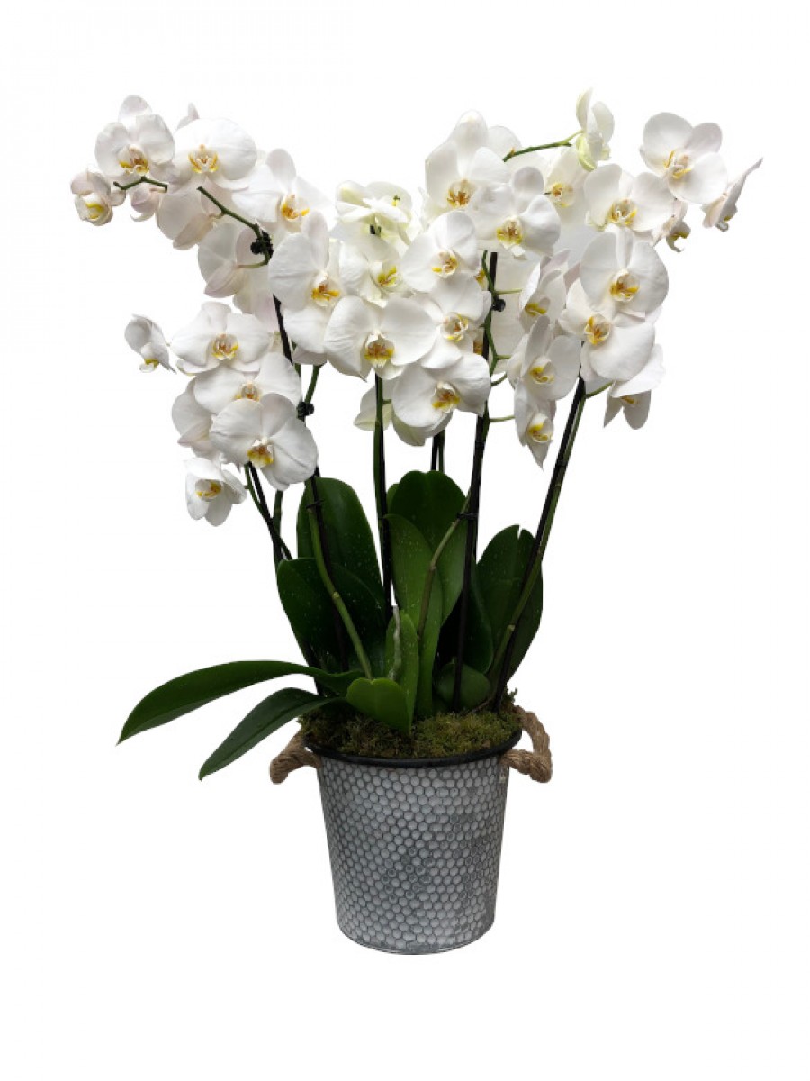 Orquidea blanca en latón