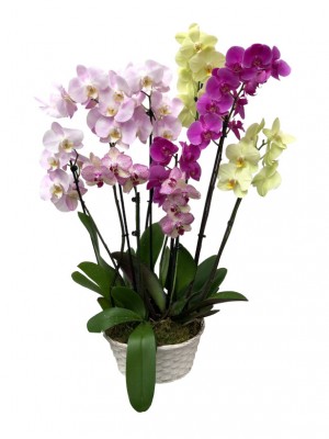 Orquideas colores variados en mimbre