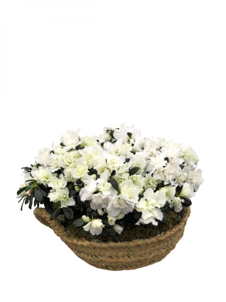 Azaleas blancas en cesto