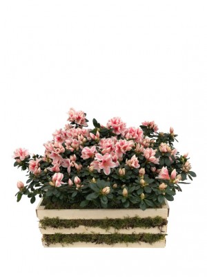 Azaleas rosas en madera