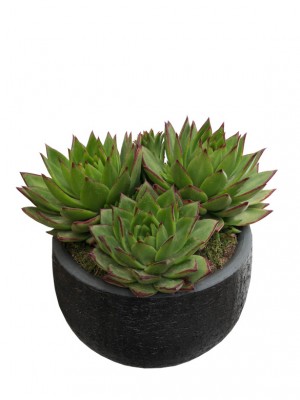 Echeveria agavoides en cerámica