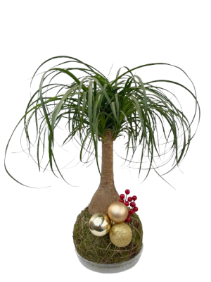 Kokedama de Beaucarnea 