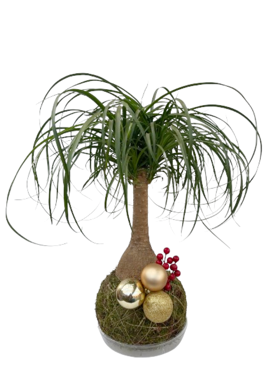 Kokedama de Beaucarnea 