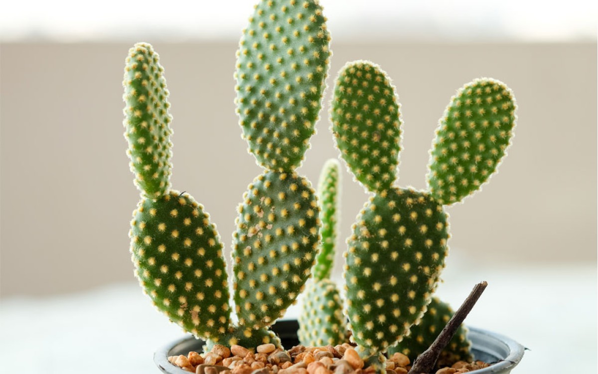 Opuntia microdasys Nopal Orejas de Mickey en maceta
