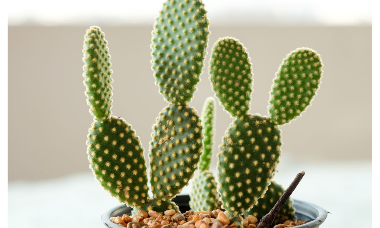 Opuntia microdasys con segmentos aplanados verdes y espinillas sedosas, aspecto característico de Orejas de Mickey