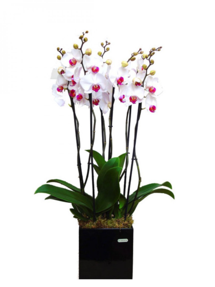 Centro de orquídeas blancas en maceta decorativa