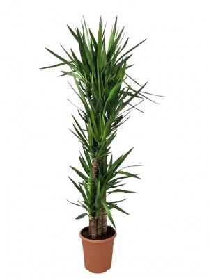 Yucca XXL(DISPONIBLE SOLO PARA MADRID)