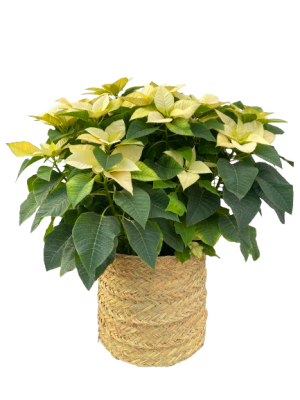 Poinsettia Amarilla M23 en Cesta