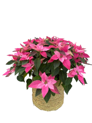 Poinsettia Rosa M23 en Cesta