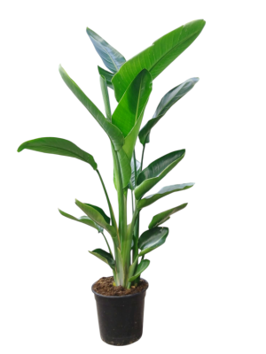 Strelitzia  Mediana