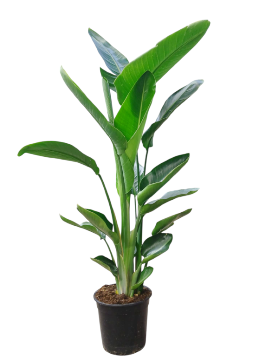 Strelitzia Mediana Strelitzia Mediana