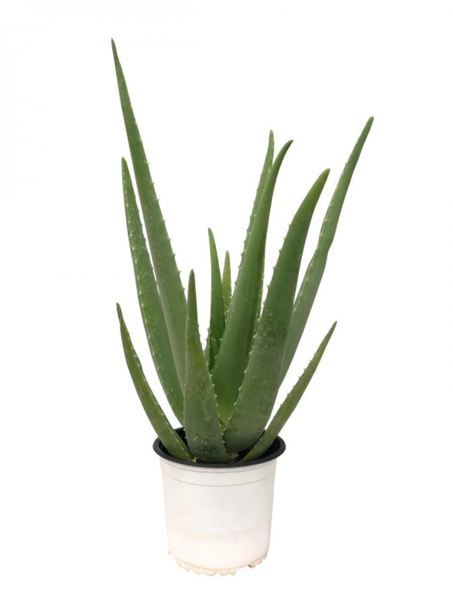 Aloe Vera grande