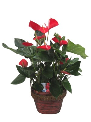 Anthurium en cesta