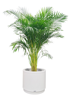 Areca en Maceta de autorriego