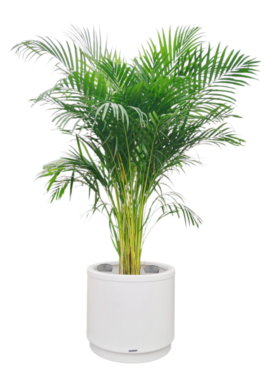 Areca en Maceta de autorriego Areca en Maceta de autorriego