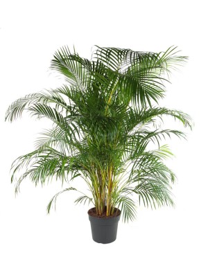 Areca grande 2,50 - 3M