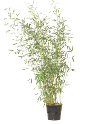 Phyllostachis Aurea