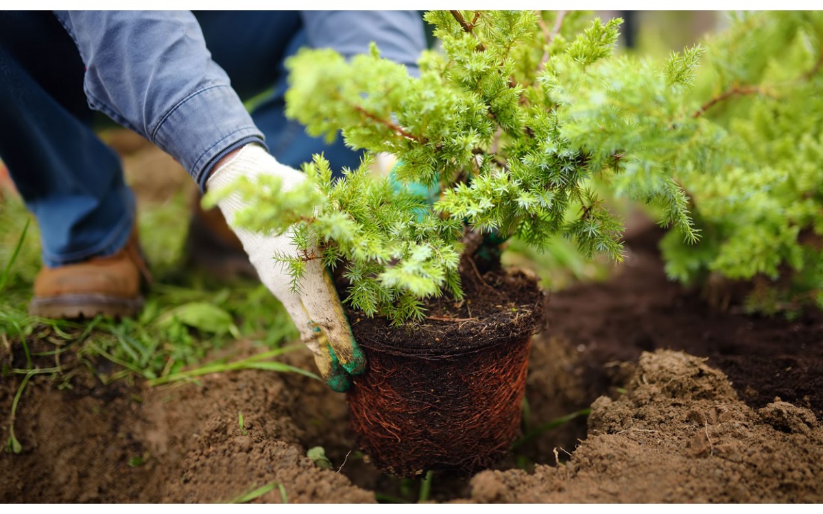 10 labores básicas de jardinería