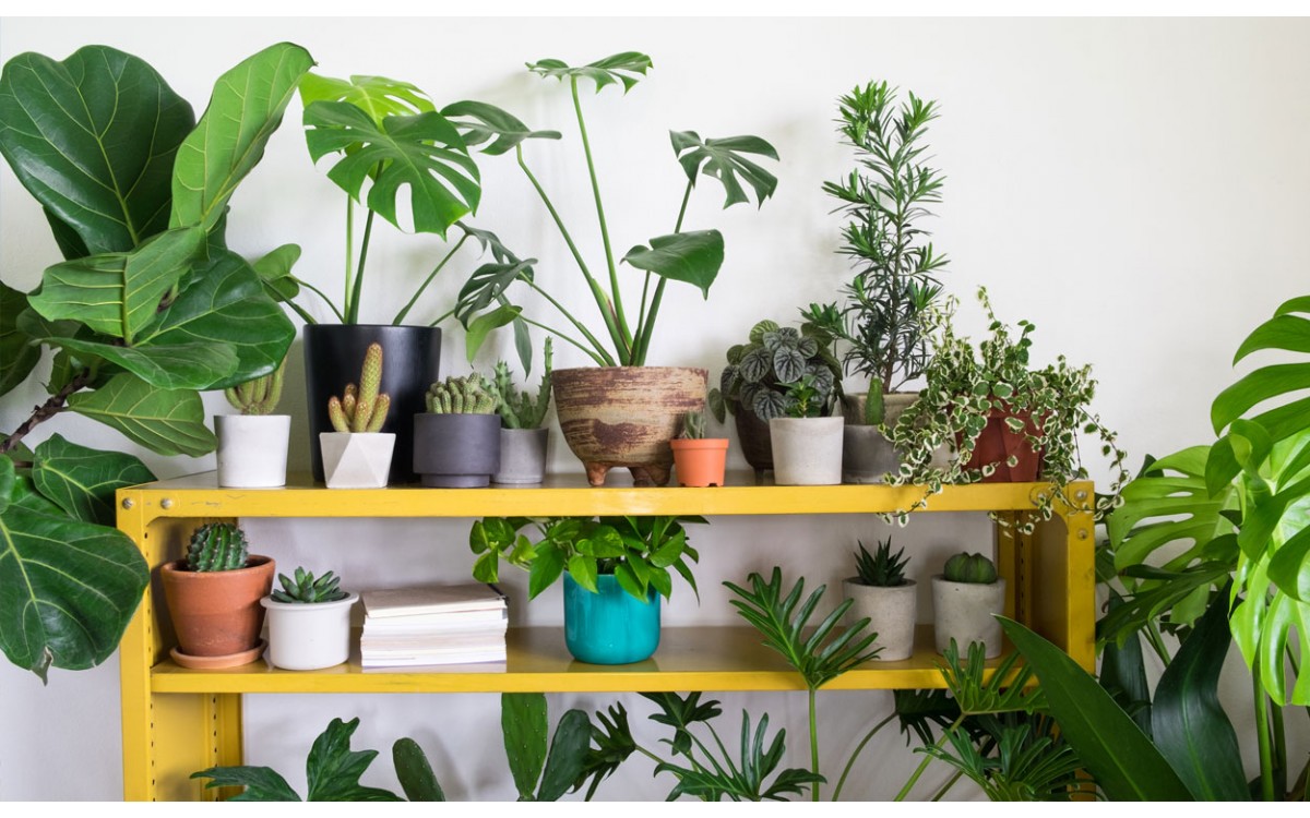 10 plantas de interior que necesitan pocos cuidados