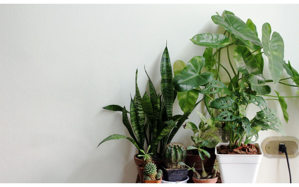10 plantas para purificar el aire de tu hogar
