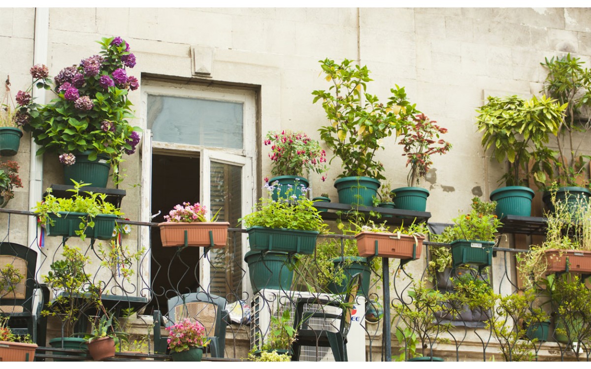 10 plantas que puedes colocar en tu terraza