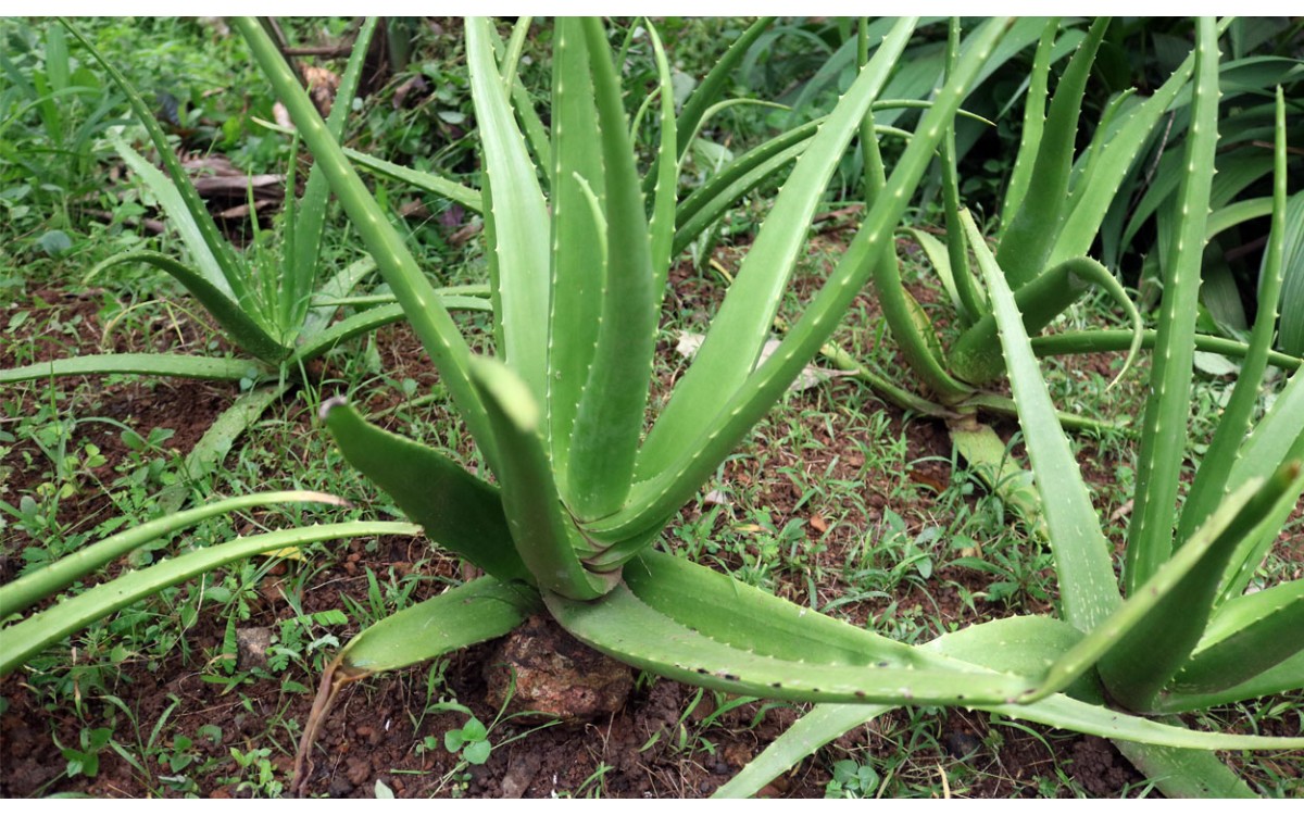 10 tipos de aloe vera