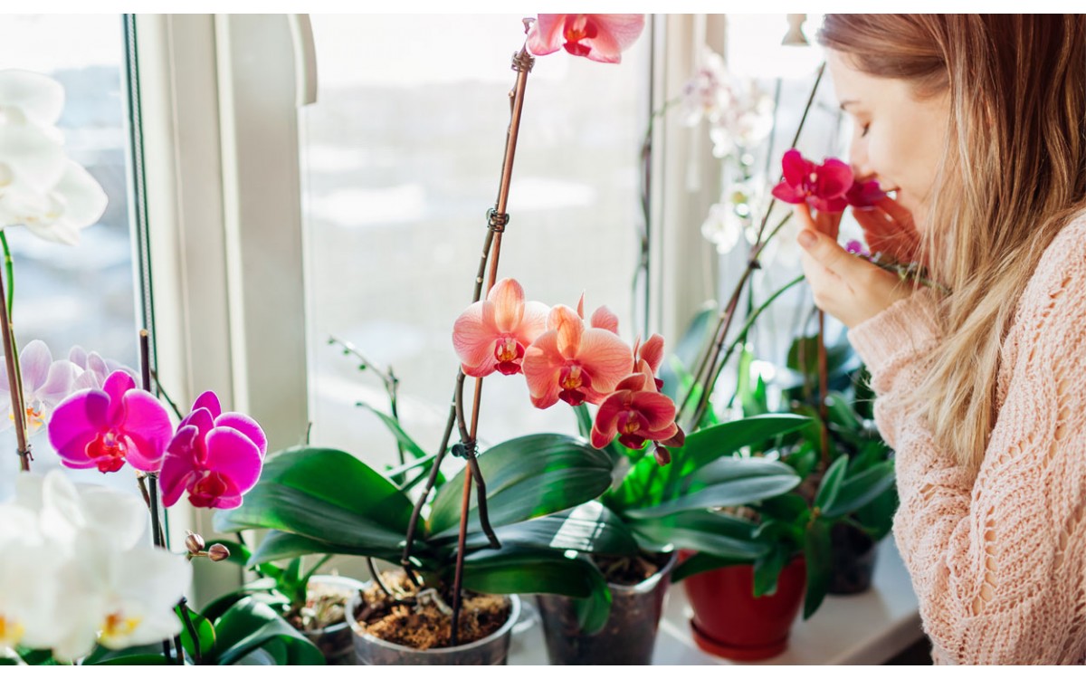 10 tipos de orquídeas y su origen 