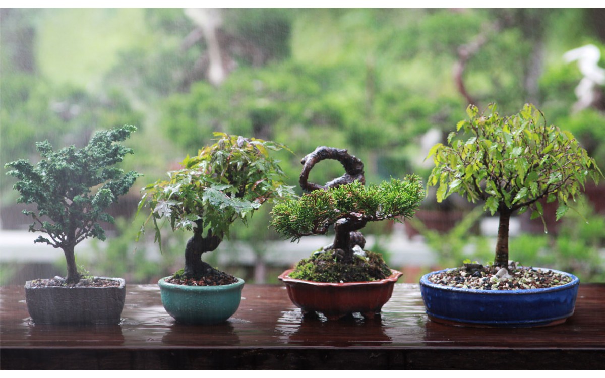 5 mejores bonsáis para iniciarse en el arte de los árboles en miniatura