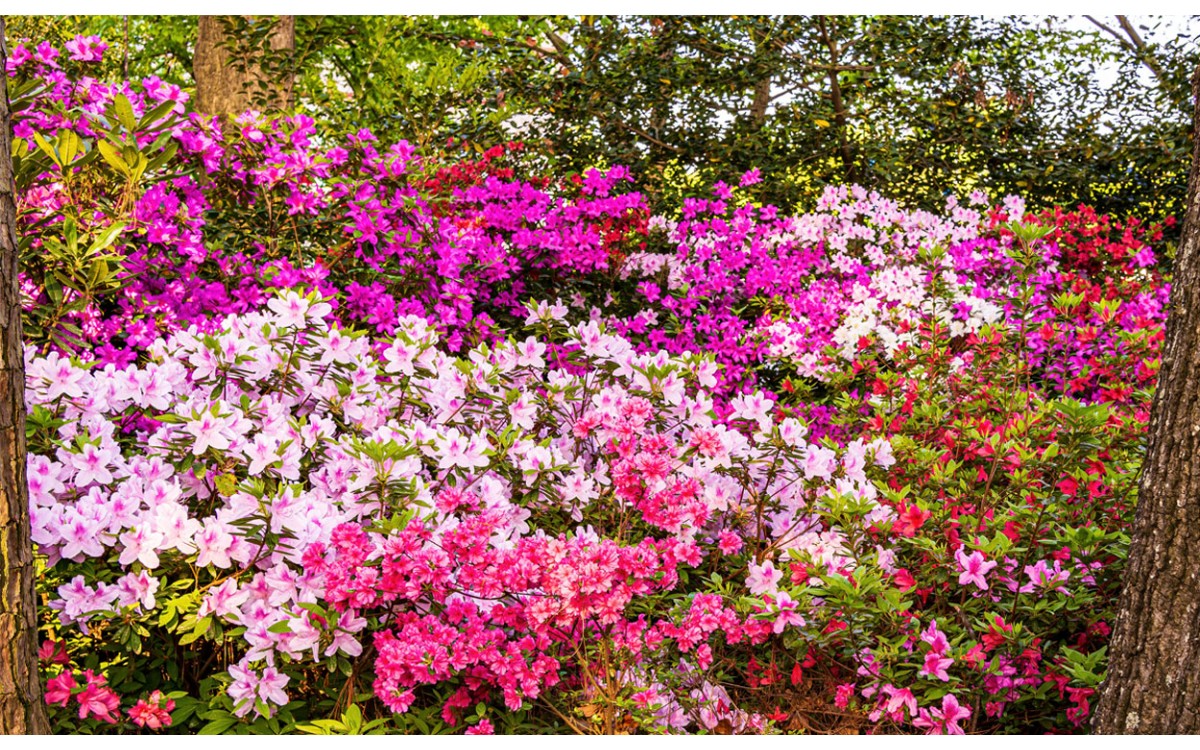 7 especies de Azaleas que debes tener