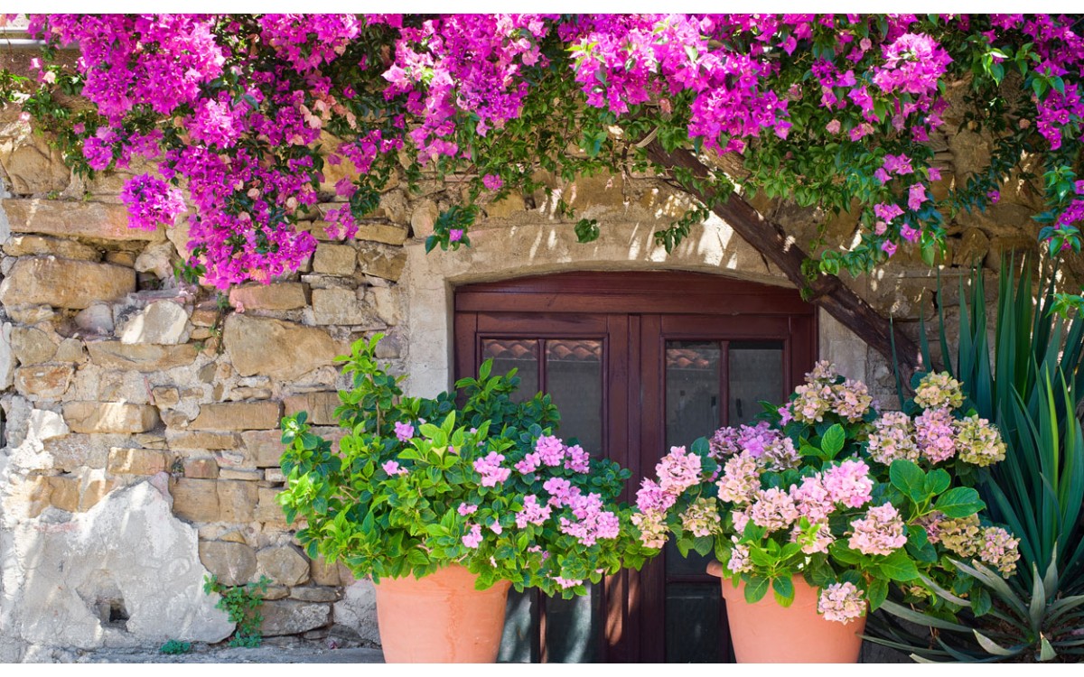 7 consejos para crear un jardín mediterráneo