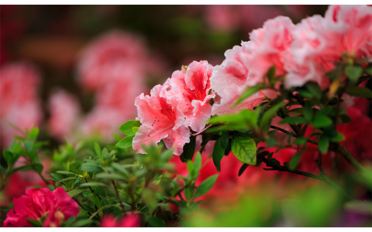 7 especies de Azaleas que debes tener