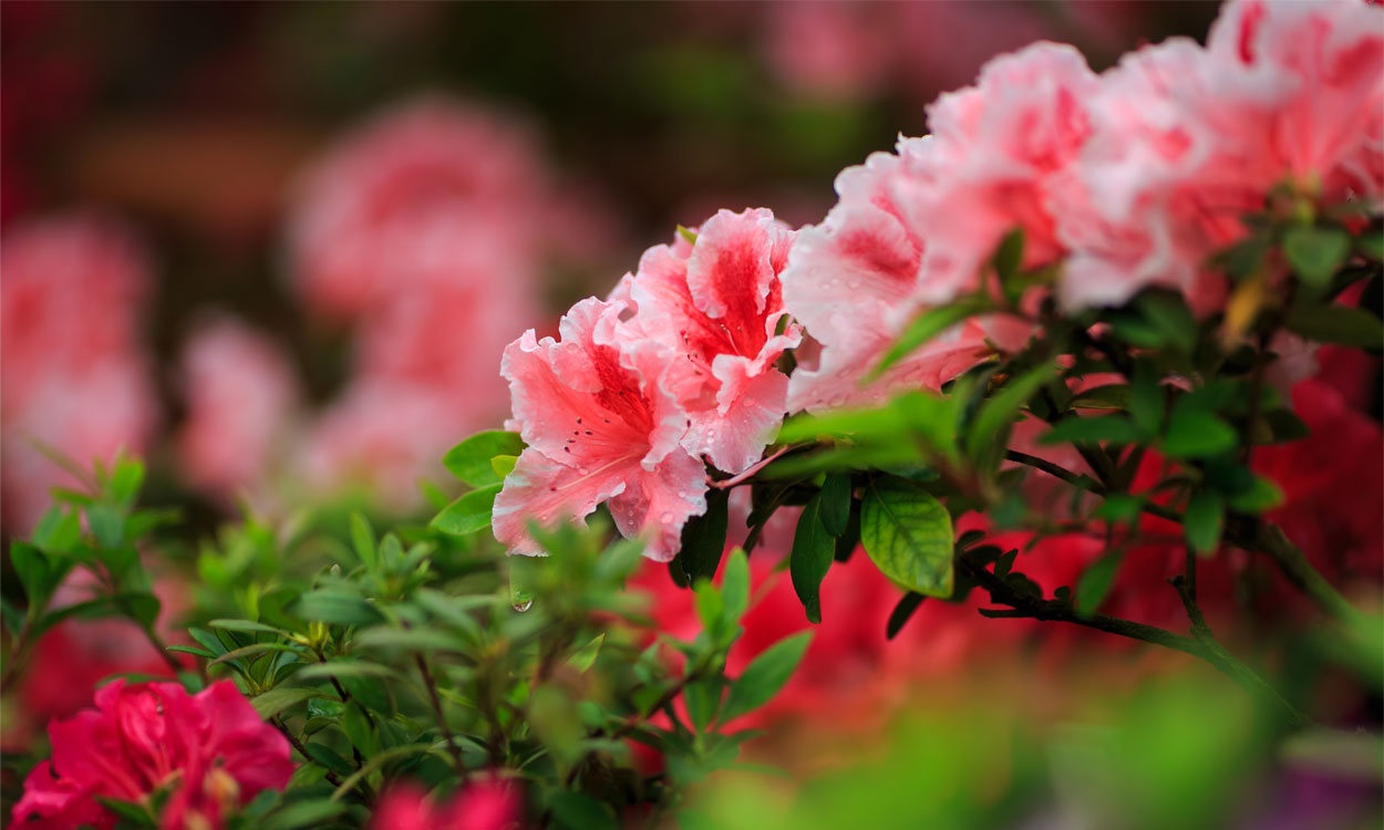 7 especies de Azaleas que debes tener