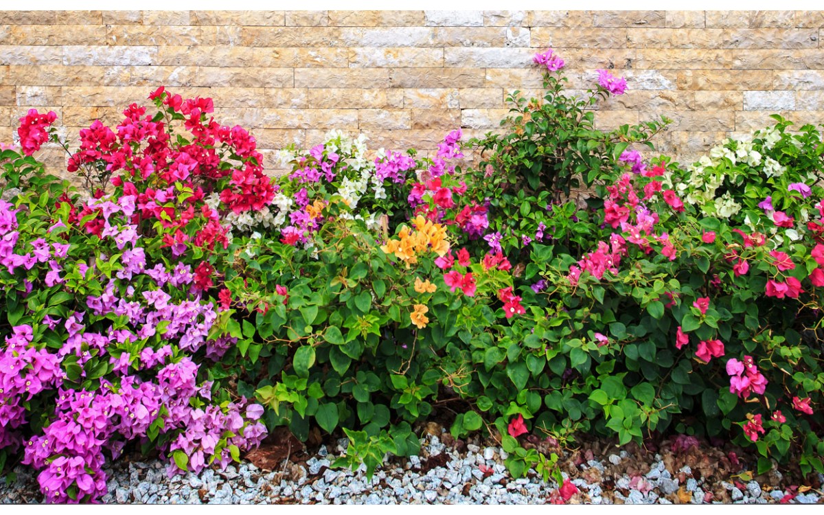 7 plantas con flores que alegrarán tu terraza o jardín durante todo el año