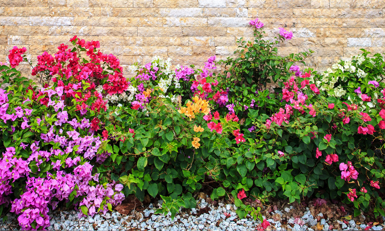 7 plantas con flores que alegrarán tu terraza o jardín durante todo el año