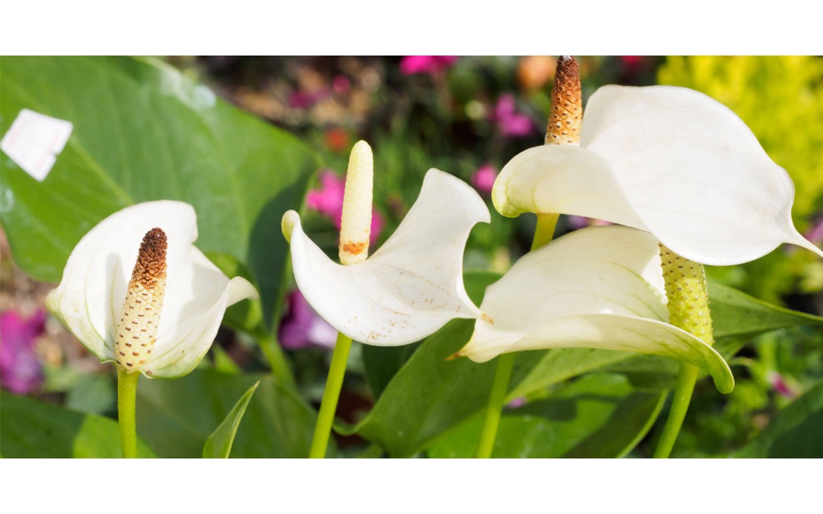 APRENDE UN POCO MÁS SOBRE LA SPATIPHILIUM, LA FLOR DE LA PAZ