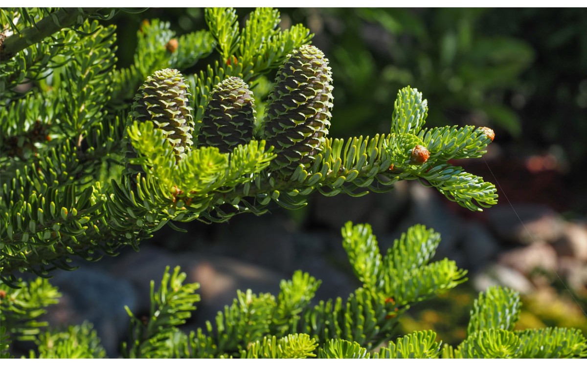 Abies Alba, Abeto, Abeto blanco, Pinabete, Abete, Abeto común