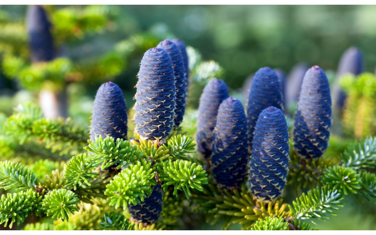 Abies nordmanniana o también conocido como Abeto del Cáucaso, Kavkaška jelka, Abeto de Nordmann o Ab