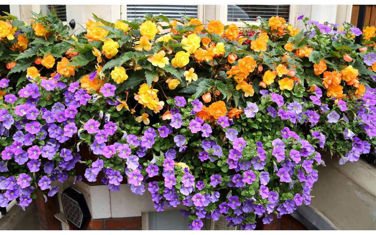 Abundancia, colorido y belleza de las Begonias