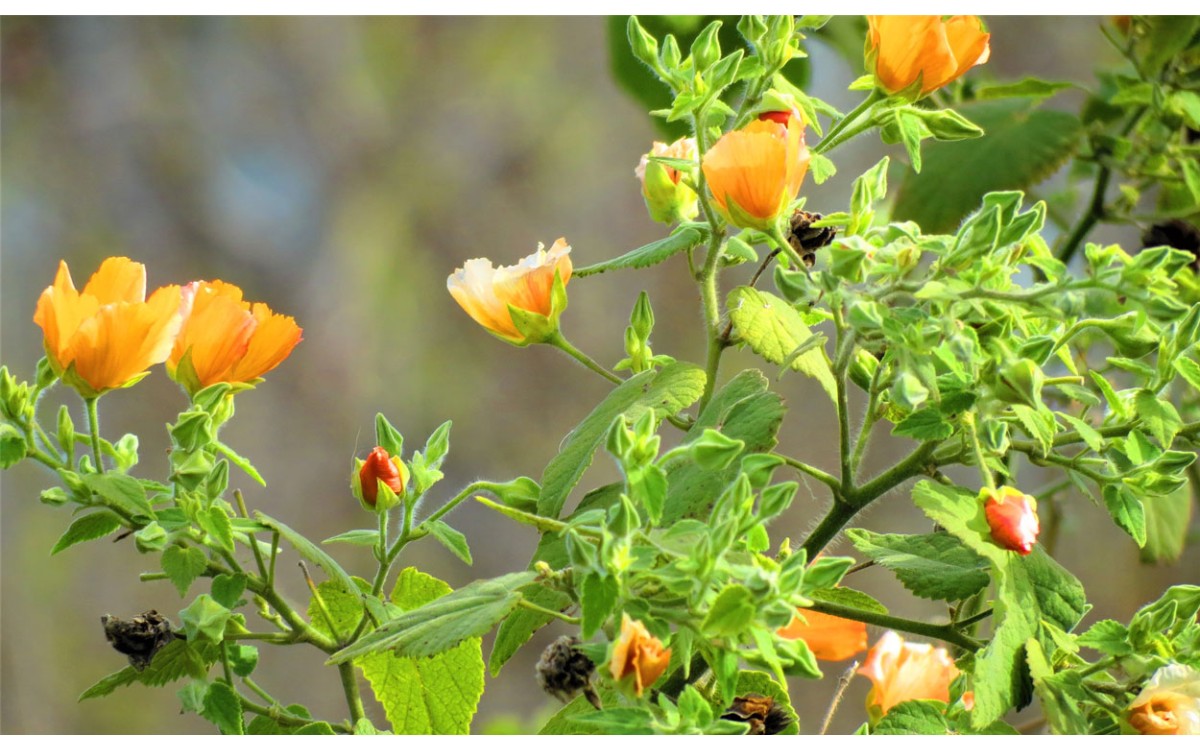 Abutilon grandifolium (Willd.) Sweet más conocido como Abutilo o Abutilon Grandifolium