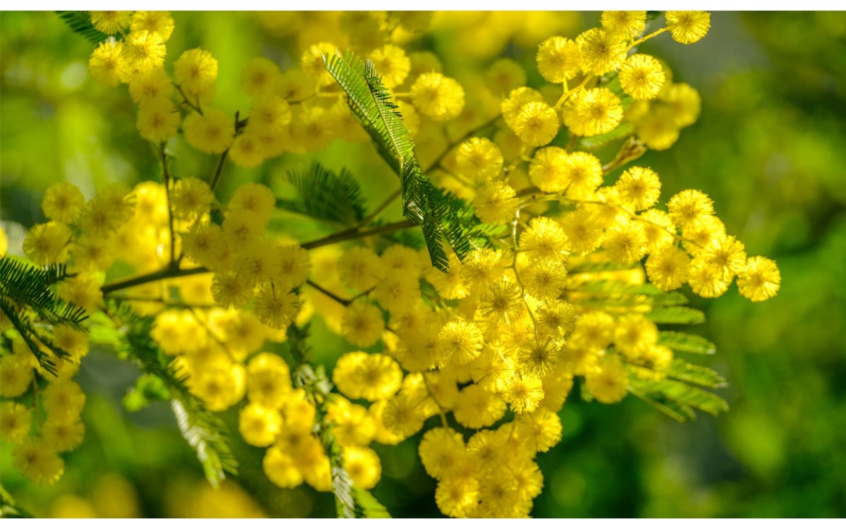 Acacia dealbata Link también conocida como Mimosa, Acacia, Acacia de hoja azul, Acacia francesa, Acá