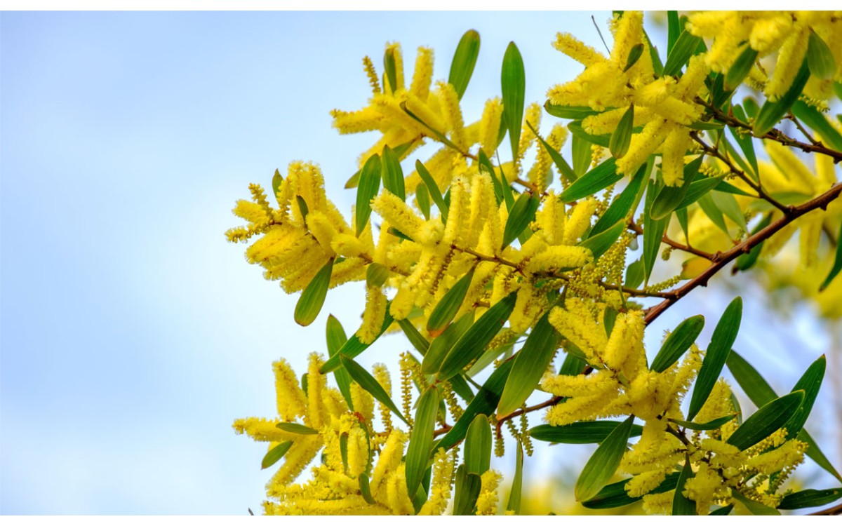 Acacia longifolia (Andrews) Willd. también conocida por Acacia, Acácia-de-espigas, Mimosa, acacia lo